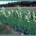 Polianthes tuberosa Pearl (double) — tuberose