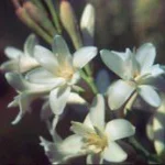 Polianthes tuberosa Pearl (double) — Polianthes