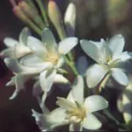 Polianthes tuberosa Pearl (double) — Polianthes