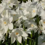 Narcissus tazetta Paperwhite