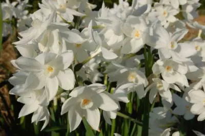 Narcissus tazetta Paperwhite