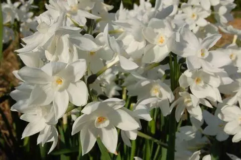 Narcissus tazetta Paperwhite