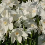 Narcissus tazetta Paperwhite