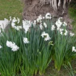 Narcissus tazetta Paperwhite — photo 2
