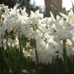 Narcissus tazetta Paperwhite — tazetta