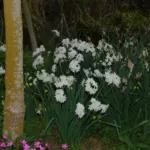 Narcissus tazetta Paperwhite — Paperwhite