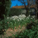 Narcissus tazetta Paperwhite — Totus albus