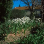 Narcissus tazetta Paperwhite — photo 6