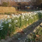 Narcissus tazetta Paperwhite — photo 7