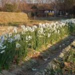Narcissus tazetta Paperwhite — photo 7