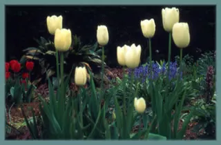 Tulipa hybr Spring Green