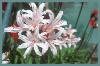 Nerine sarniensis ‘King of the Belgiums’