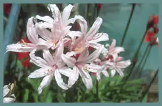 Nerine sarniensis ‘King of the Belgiums’