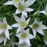 Ornithogalum sintenisii