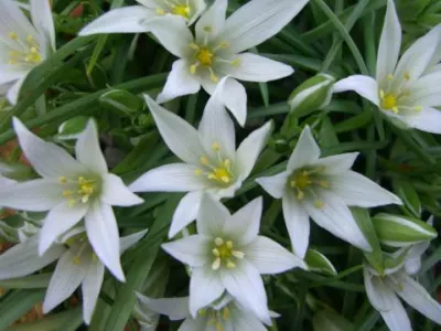 Ornithogalum sintenisii