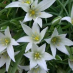 Ornithogalum sintenisii