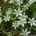 Ornithogalum sintenisii — photo 2