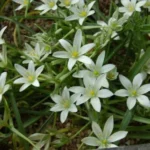 Ornithogalum sintenisii — photo 2