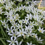 Ornithogalum sintenisii — photo 3