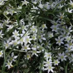 Ornithogalum sintenisii — photo 4