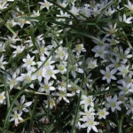 Ornithogalum sintenisii — photo 4
