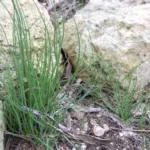 Asphodelus fistulosus — Asphodelus