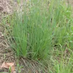 Asphodelus fistulosus — fistulosus