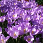 Crocus goulimyi /100