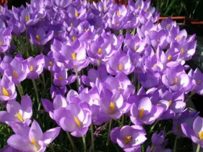Crocus goulimyi /100