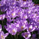 Crocus goulimyi /100