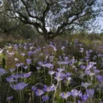 Crocus goulimyi /100 — photo 2