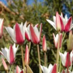 Tulipa clusiana forma clusiana /100