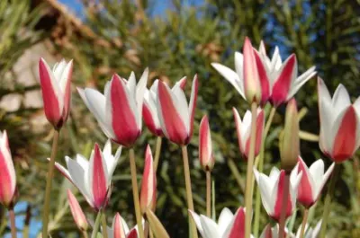 Tulipa clusiana forma clusiana