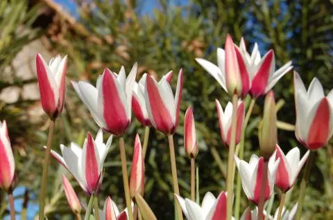 Tulipa clusiana forma clusiana /100