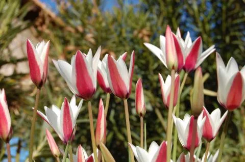 Tulipa clusiana forma clusiana