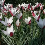 Tulipa clusiana forma clusiana /100 — Tulipa