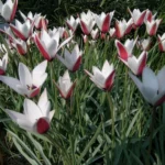 Tulipa clusiana forma clusiana — photo 2