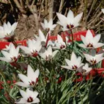 Tulipa clusiana forma clusiana /100 — clusiana