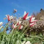 Tulipa clusiana forma clusiana /100 — lady