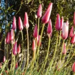 Tulipa clusiana forma clusiana /100 — jane