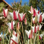 Tulipa clusiana forma clusiana /100 — radis