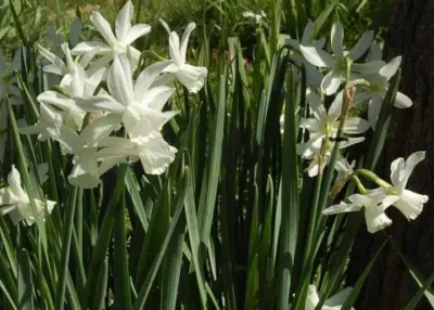 Narcissus triandrus &lsquo;Thalia&rsquo;/100