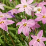 Ipheion uniflorum &lsquo;Charlotte Bishop&rsquo;