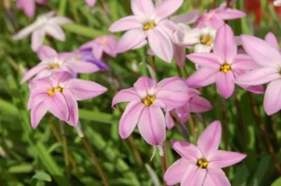 Ipheion uniflorum &lsquo;Charlotte Bishop&rsquo;