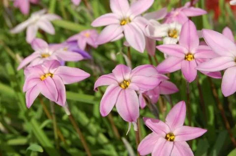 Ipheion uniflorum &lsquo;Charlotte Bishop&rsquo;