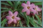 Ipheion uniflorum &lsquo;Charlotte Bishop&rsquo; — Ipheion