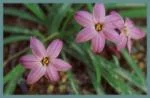 Ipheion uniflorum &lsquo;Charlotte Bishop&rsquo; — photo 2