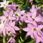 Ipheion uniflorum &lsquo;Charlotte Bishop&rsquo; — uniflorum