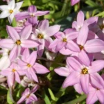 Ipheion uniflorum &lsquo;Charlotte Bishop&rsquo; — photo 3