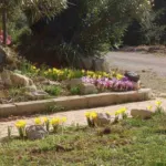 Sternbergia colchiciflora — photo 3